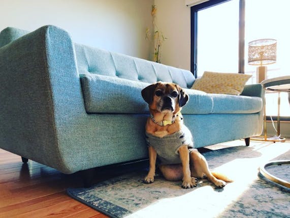 Hughes Sleeper Sofa Joybird