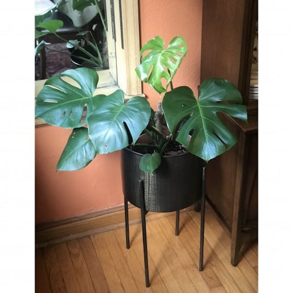 Jules Brass Planter Joybird