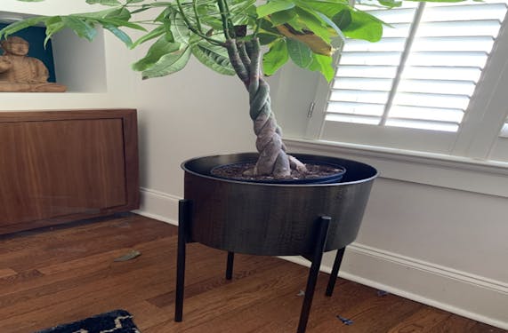 Jules Brass Planter Joybird