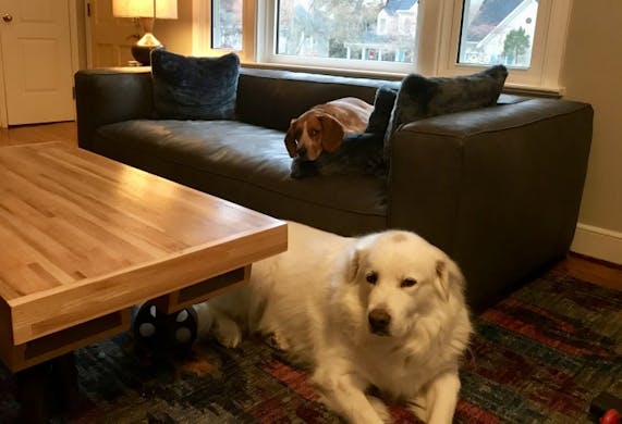 Jaxon Leather Sofa Joybird